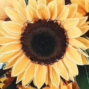 Meet your Posher, Deanna